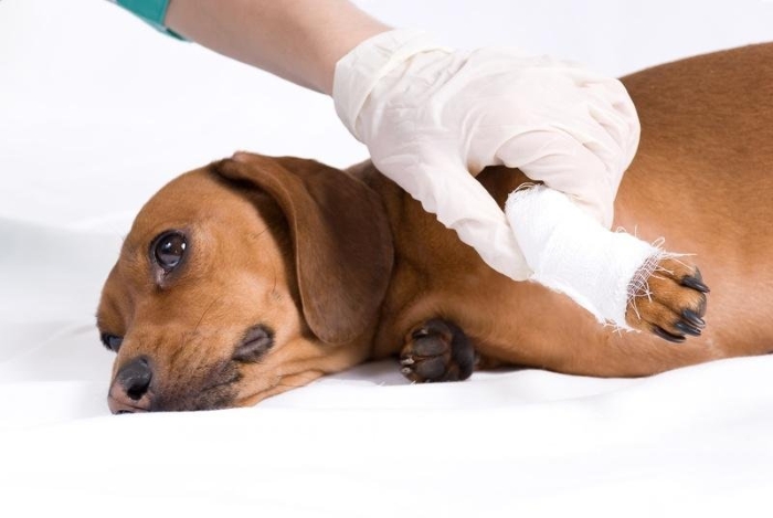 Перелом у собаки что делатьВиды переломов, встречающихся у собакКак оказать первую помощь собаке при переломеТактика лечения переломов у собакВосстановительный период после перелома