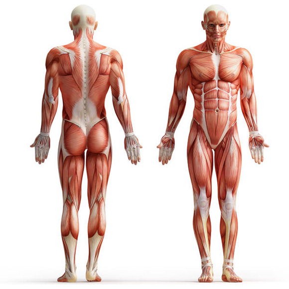 Анатомия связок человека. Связки человека анатомия Крепление связок к костямСуставы, связки, волокнистые фиброзные суставы