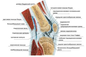 Сумки коленного сустава анатомия