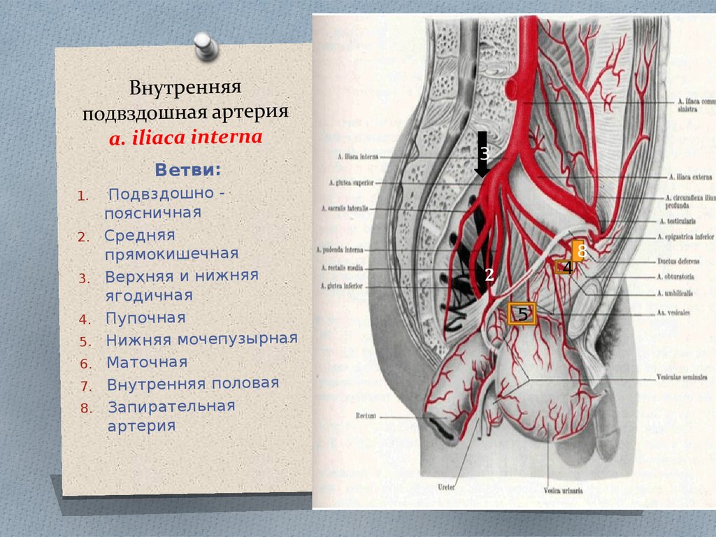 Висцеральные притоки. Висцеральные ветви внутренней подвздошной артерии. Внутренняя подвздошная артерия анатомия. Ветви наружной подвздошной артерии схема. Наружная подвздошная артерия анатомия и топография.