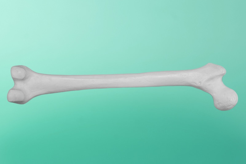 Анатомия тазобедренной кости