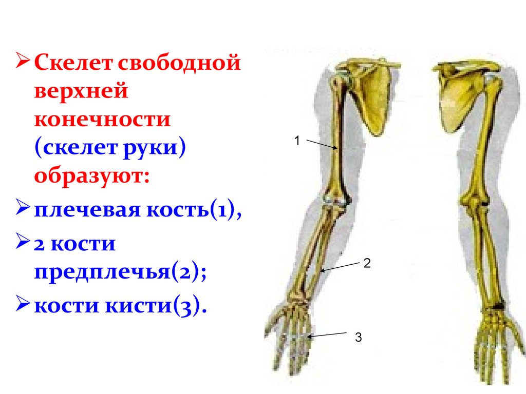 Скелет конечностей включает. Скелет плечевого пояса и свободной верхней конечности. Пояс верхних конечностей. Кости верхней конечности.. Пояс свободных верхних конечностей анатомия. Скелет пояса верхних конечностей (плечевого пояса).