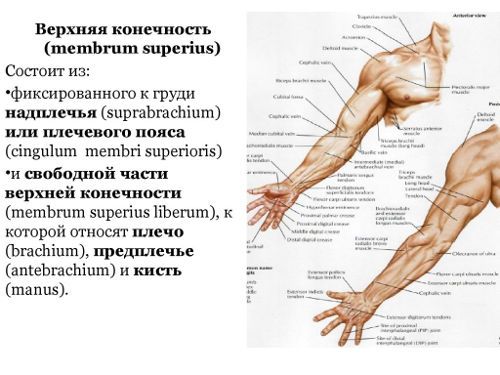 Анатомия мышц плечевого пояса правильная тренировка, профилактика травм и рекомендации