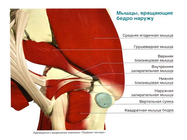Анатомия тазобедренной кости