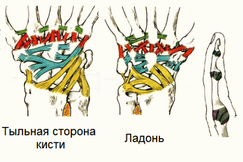 Ушибы кистевого сустава и суставов пальцев кисти