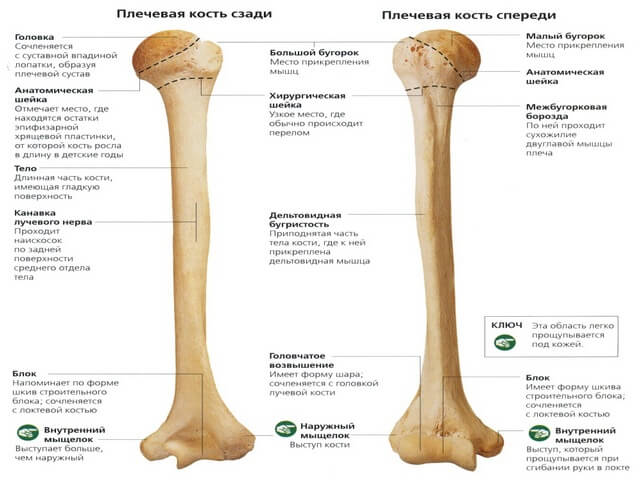 Плечевая кость. Перелом плечевой кости