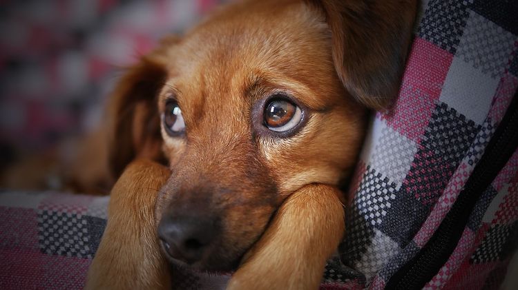 Chappi DogОбезболивающие таблетки при болях в суставах для собак