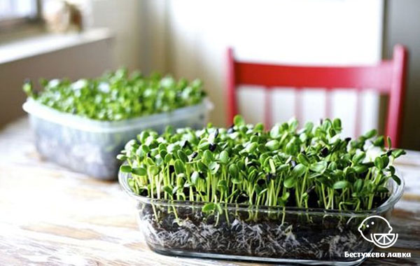 Как за 2 недели вырастить микрозелень в домашних условиях?