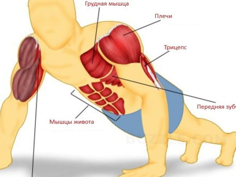 Какие мышцы работают при отжимании: от пола, от скамьи