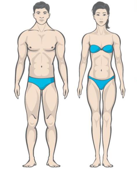 Нормы жира и мышц для мужчин