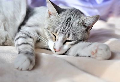 Артрит у кошек лечение и признаки