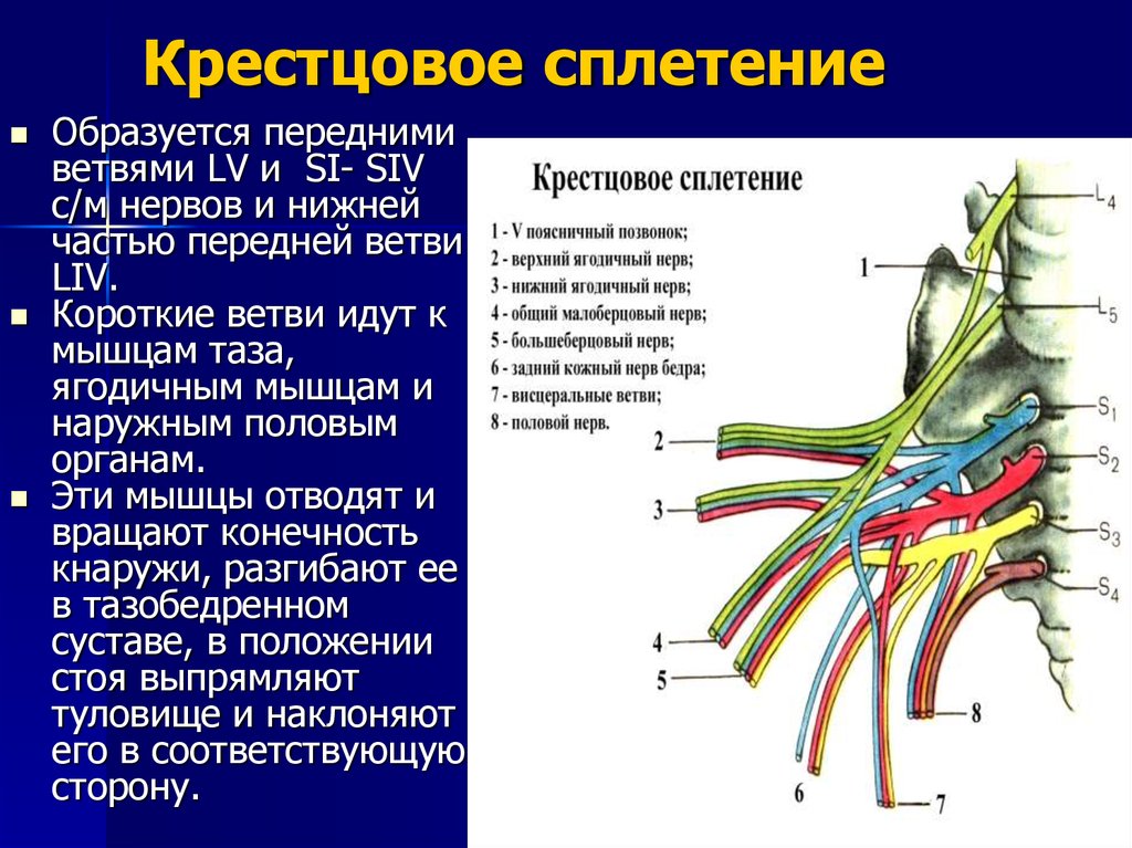 Половой нерв у мужчин симптомы. Короткие ветви крестцового сплетения. Крестцовое сплетение схема иннервации. Ветви крестцового сплетения анатомия.