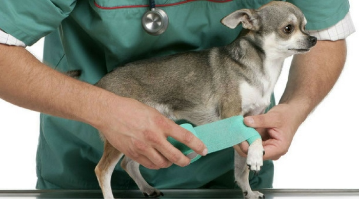Перелом у собаки что делатьВиды переломов, встречающихся у собакКак оказать первую помощь собаке при переломеТактика лечения переломов у собакВосстановительный период после перелома