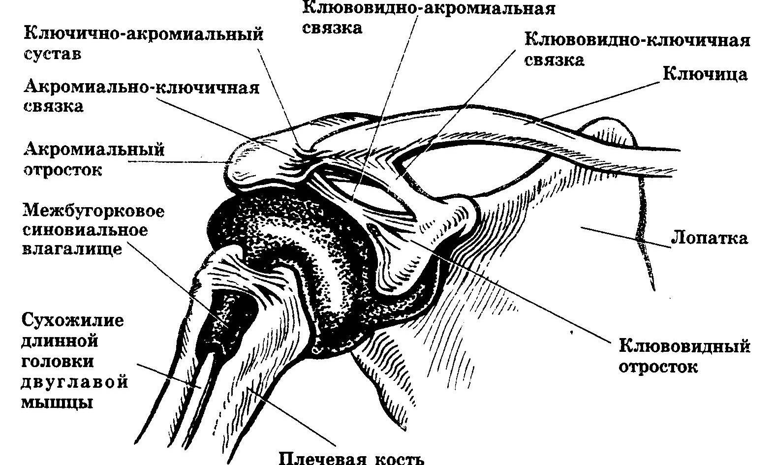 Связки акромиально-ключичного сустава анатомия