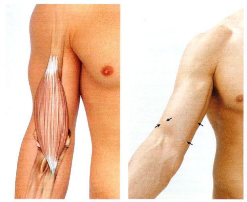 Анатомия мышц плечевого пояса правильная тренировка, профилактика травм и рекомендации