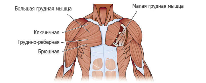 Тренировка грудных мышц и рук