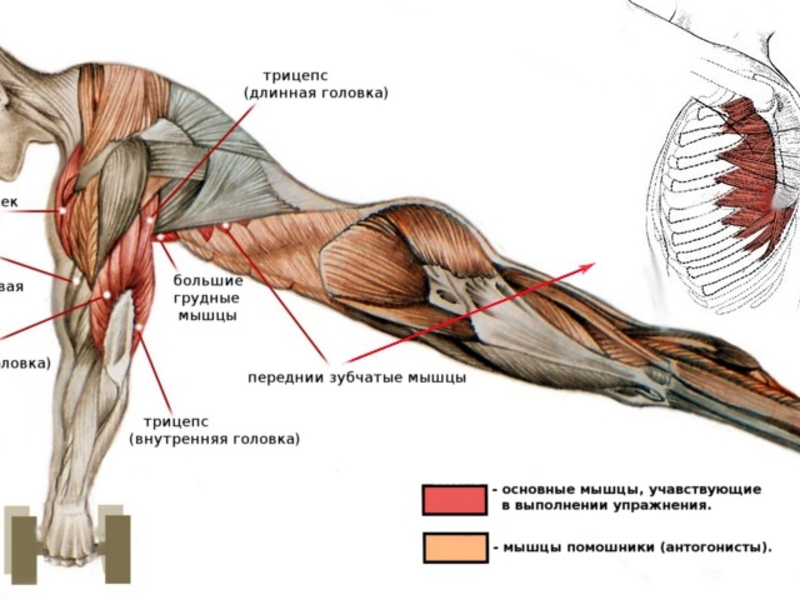 Какие мышцы работают при отжимании: от пола, от скамьи