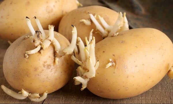 Ростки картофеля лечебные свойства
