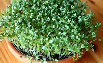 Как за 2 недели вырастить микрозелень в домашних условиях?