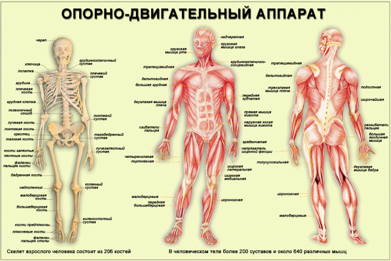 Кости и суставы